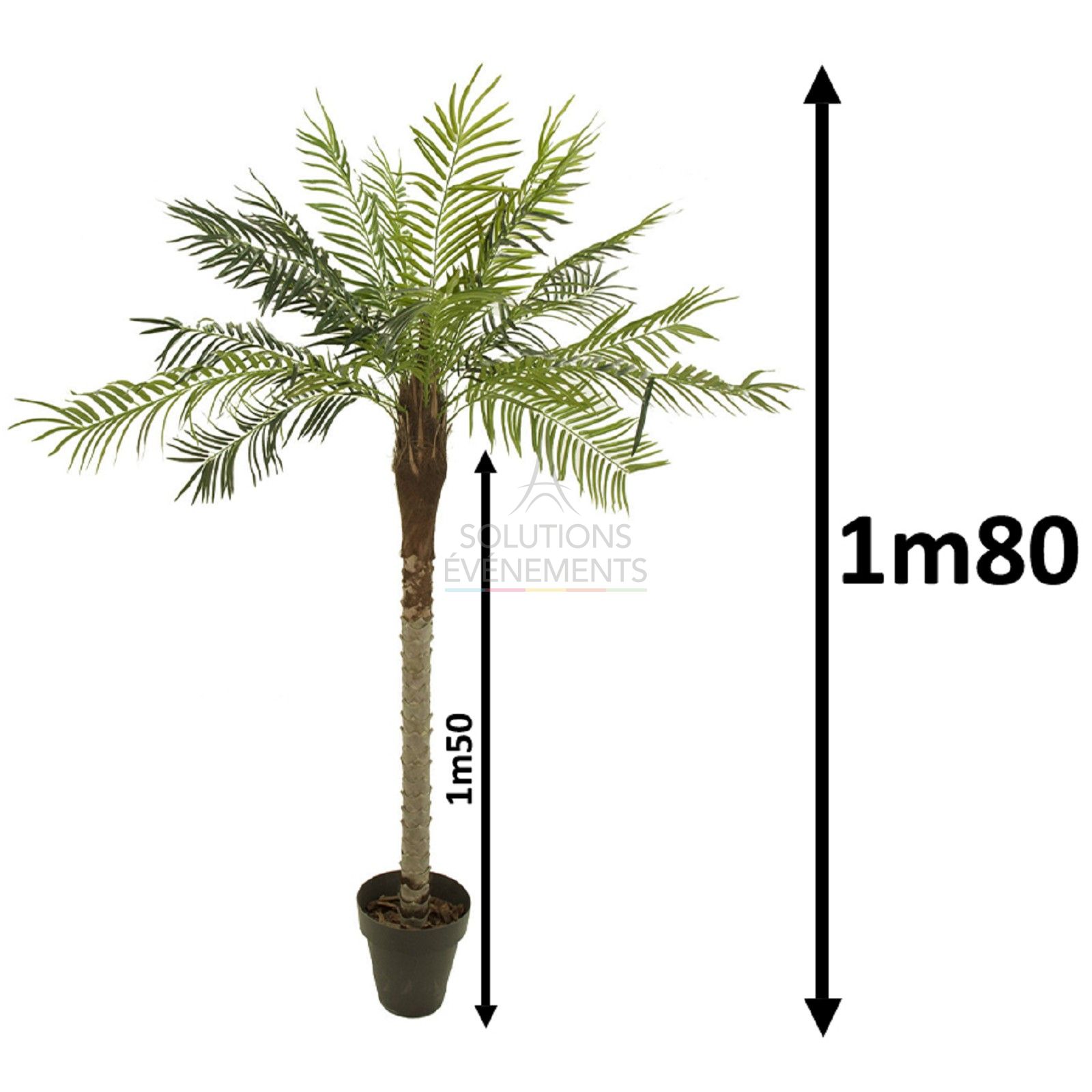 Location de palmiers d'une hauteur d'1m80