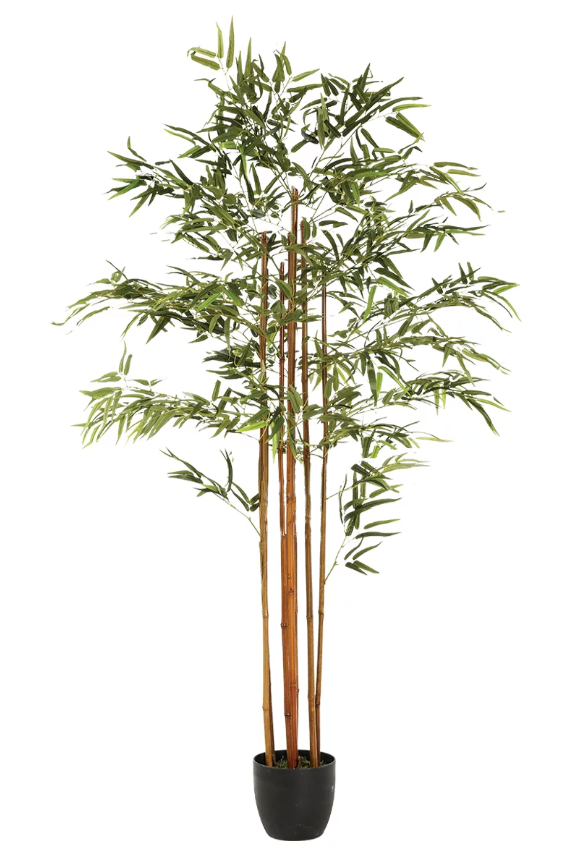 Prestige decorative bamboo rental