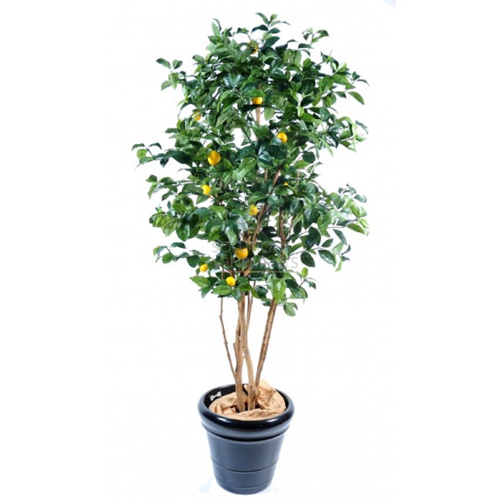 Rental of artificial lemon tree for decoration