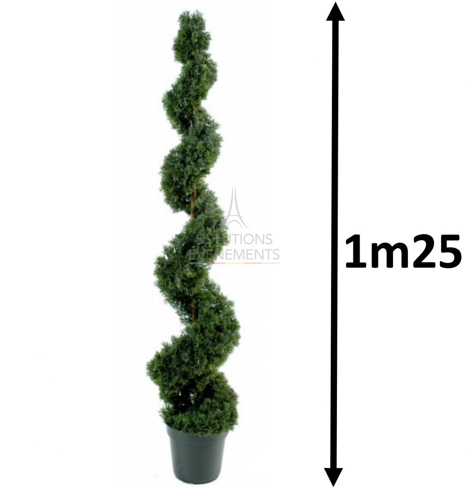Rental of cypress trees for events and trade fairs