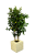 Senlis Lemon Tree Planter