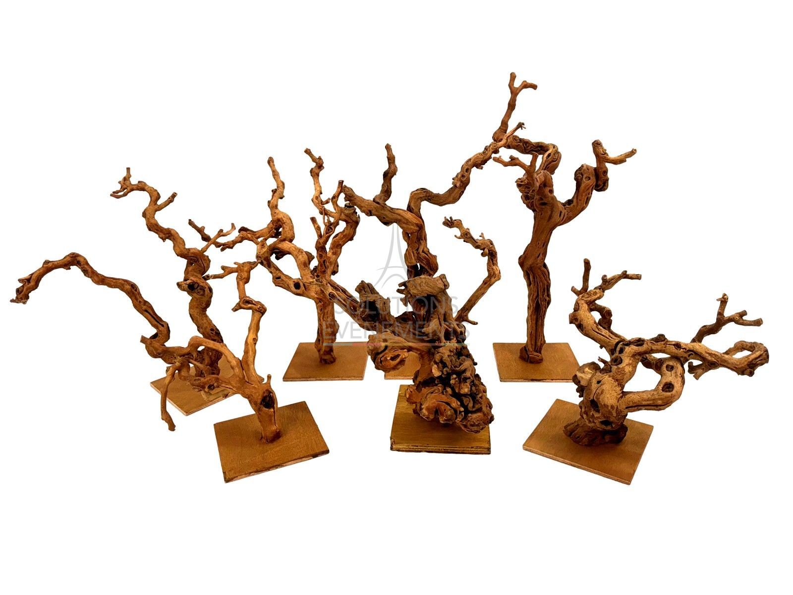 Location lot de ceps de vigne naturel sur socle