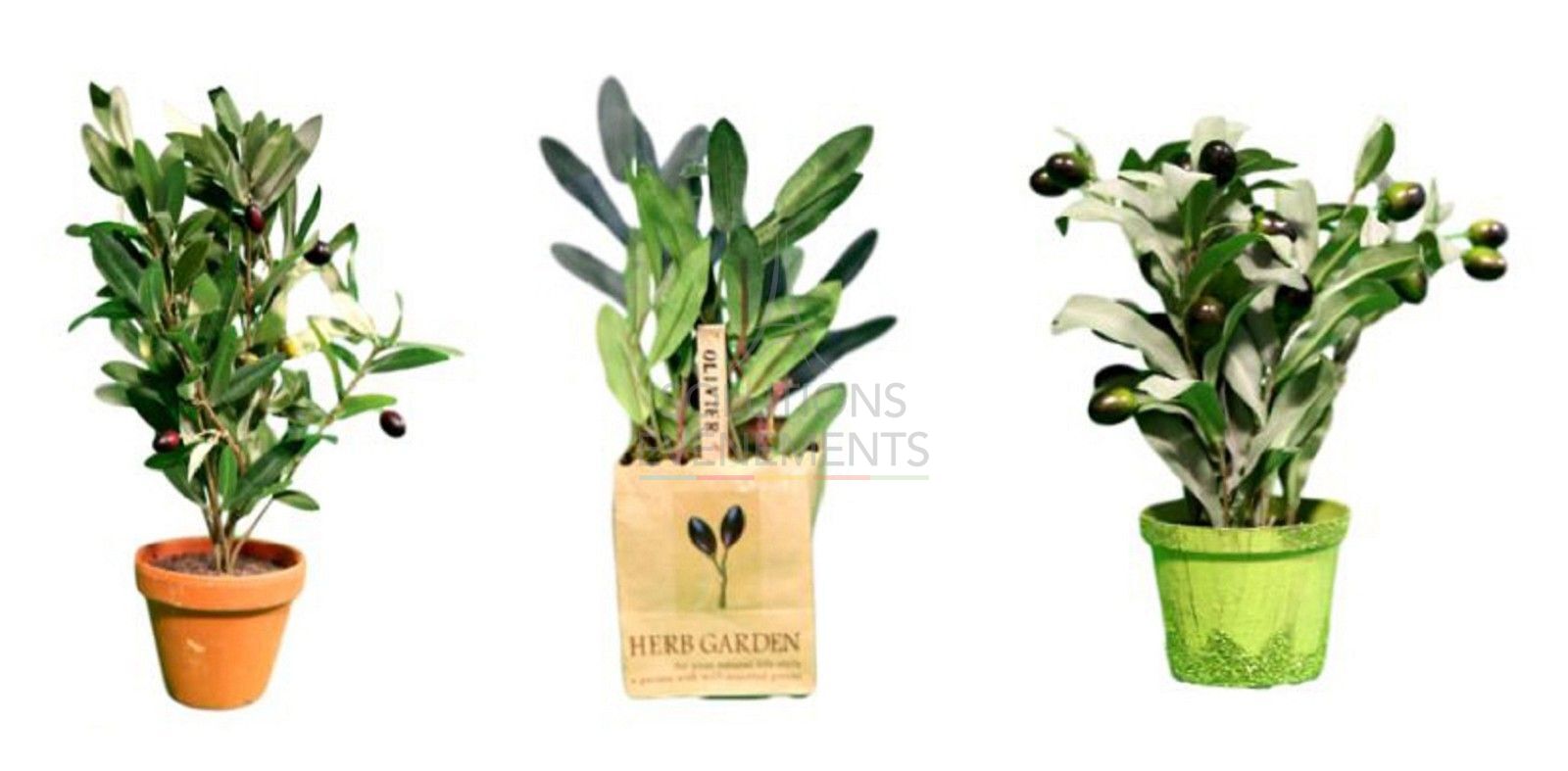 Rental of 5 mini artificial olive trees