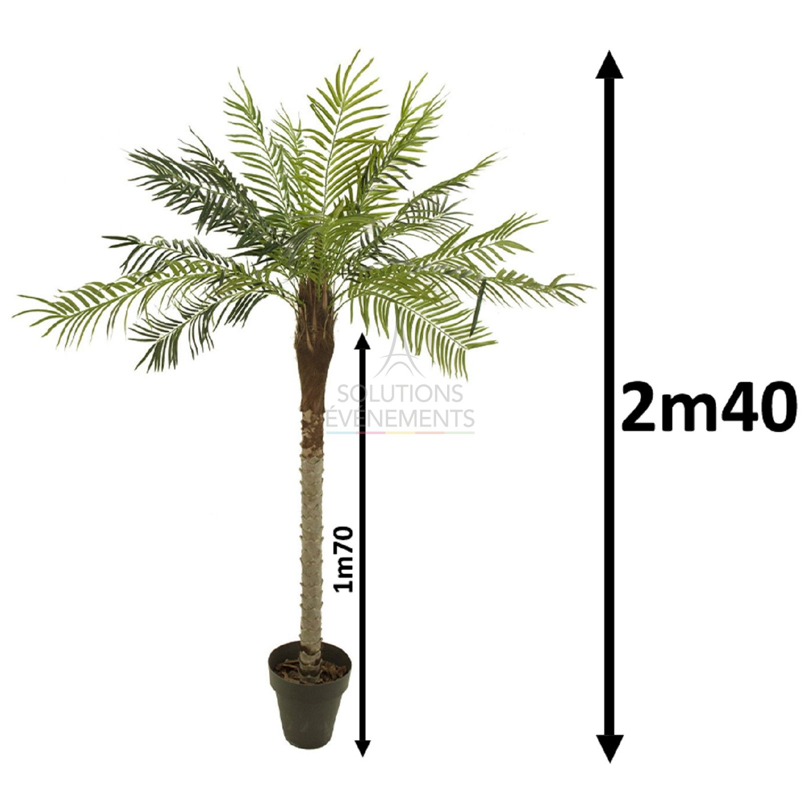 Location de palmiers d'une hauteur de 2m40