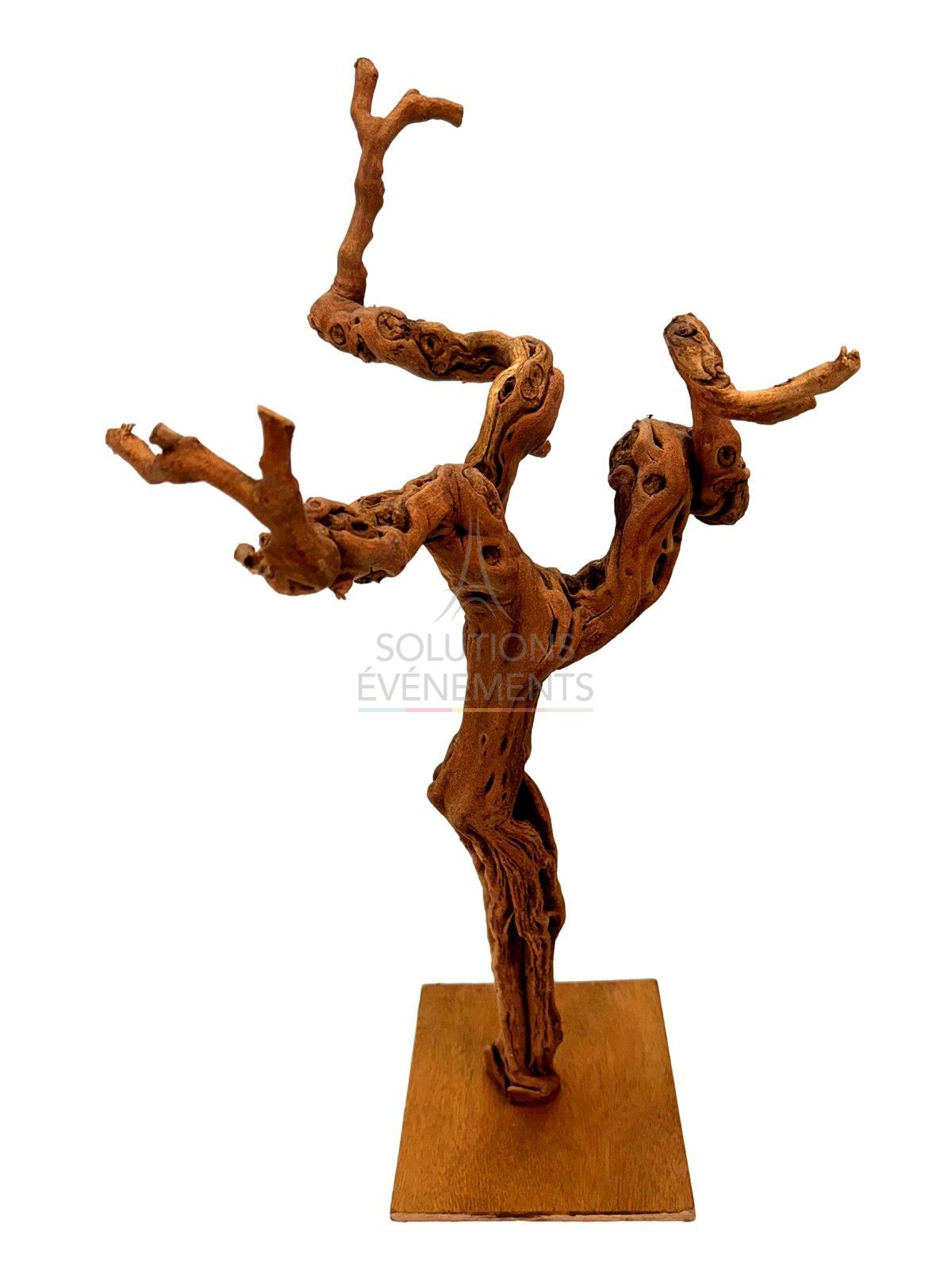 Location cep de vigne naturel sur socle